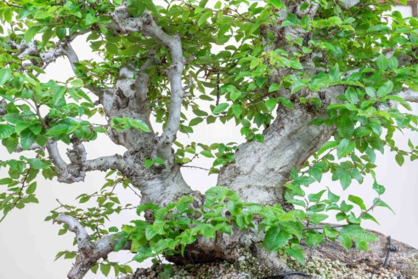 Carpinus orientalis no.5