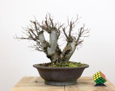 Ulmus minor #02