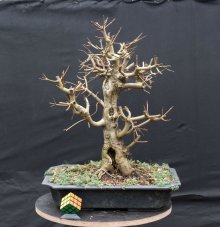 Acer campestre #05