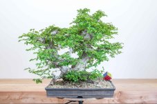 Carpinus orientalis no.5