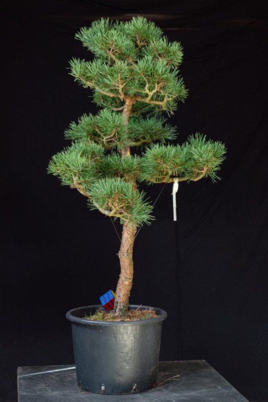 Pinus sylvestris Watereri NIW.6
