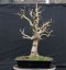 Acer campestre #07