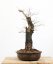 Ulmus minor #01