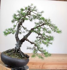 Pinus sylvestris #07
