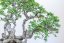 Carpinus orientalis no.4