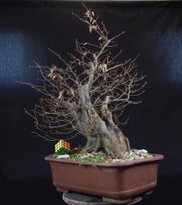 Carpinus betulus #03