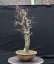 Carpinus betulus #10