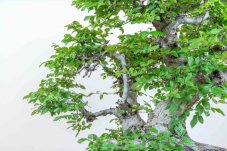 Carpinus orientalis no.5