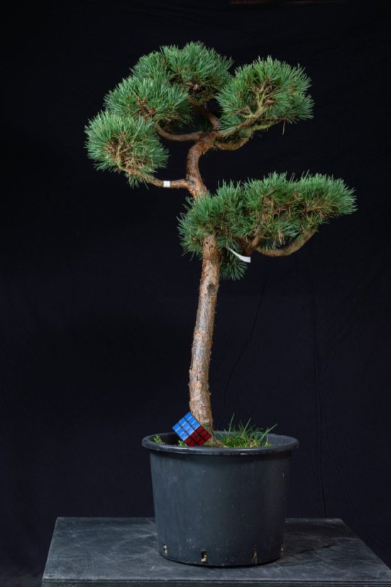 Pinus sylvestris Watereri NIW.5