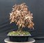Carpinus betulus #07
