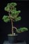 Pinus sylvestris Watereri NIW.3