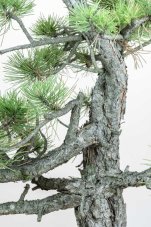 Pinus nigra#05