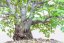 Carpinus orientalis no.3