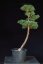 Pinus sylvestris Watereri NIW.10