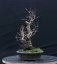 Acer tatar. ginnala #02