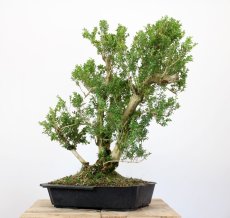 Buxus sempervirens #01