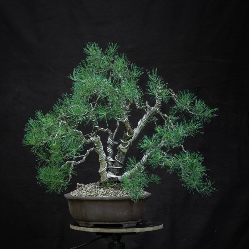 Pinus sylvestris #13
