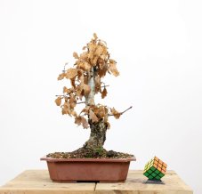 Quercus robur #01
