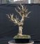 Acer campestre #07