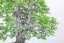 Carpinus orientalis no.3
