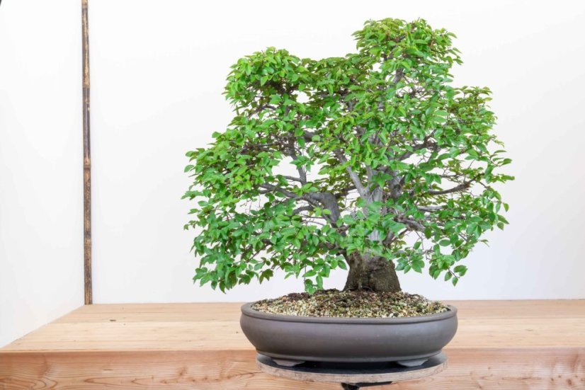 Carpinus orientalis no.3