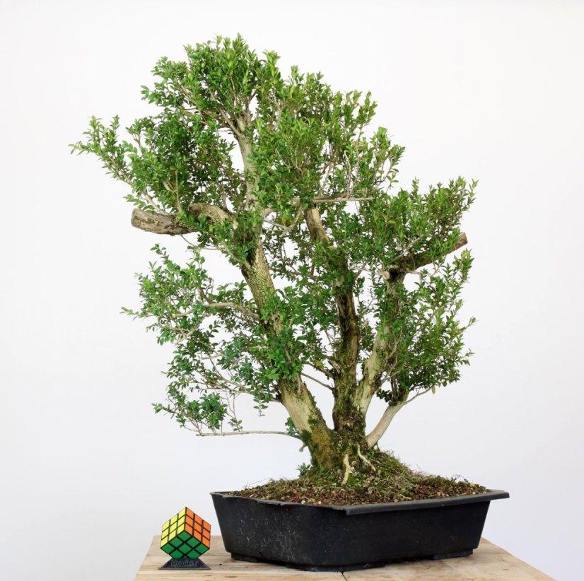 Buxus sempervirens #01