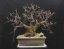 Prunus mahaleb #21