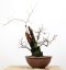 Prunus mahaleb #01