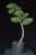 Pinus sylvestris Watereri NIW.10