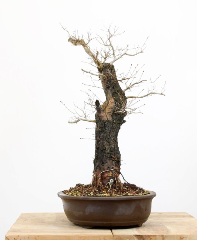 Ulmus minor #01