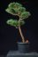 Pinus sylvestris Watereri NIW.5