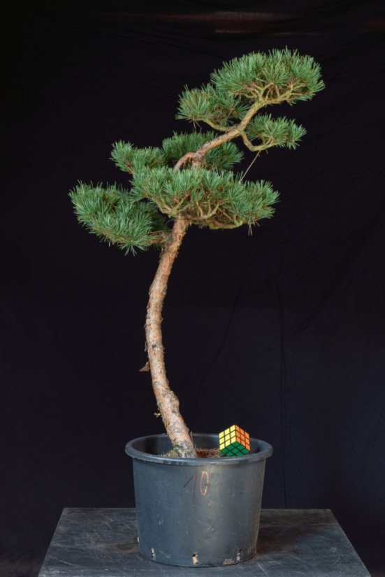 Pinus sylvestris Watereri NIW.10