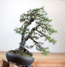 Pinus sylvestris #07