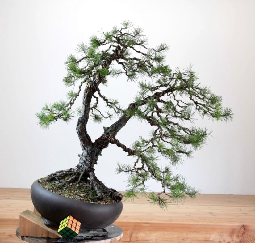 Pinus sylvestris #07
