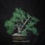 Pinus sylvestris #13
