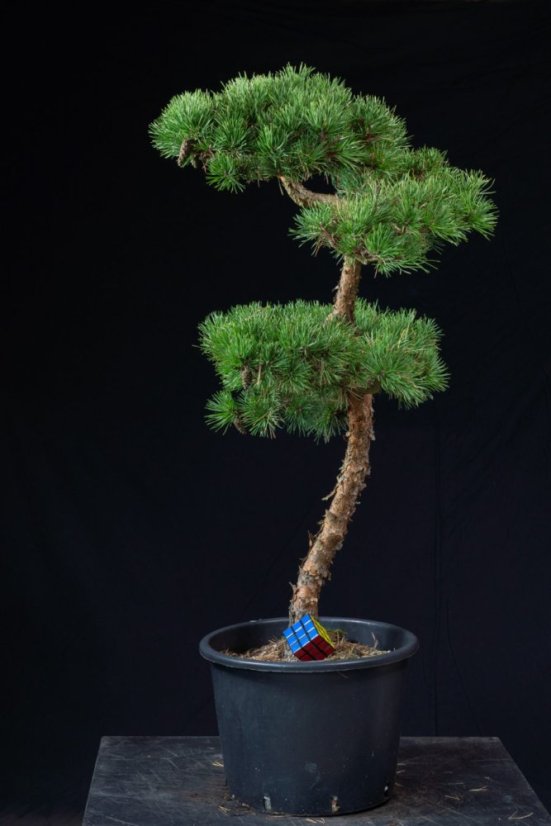 Pinus sylvestris Watereri NIW.17