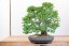 Carpinus orientalis no.3