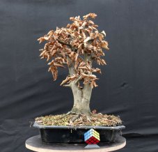 Carpinus betulus #01