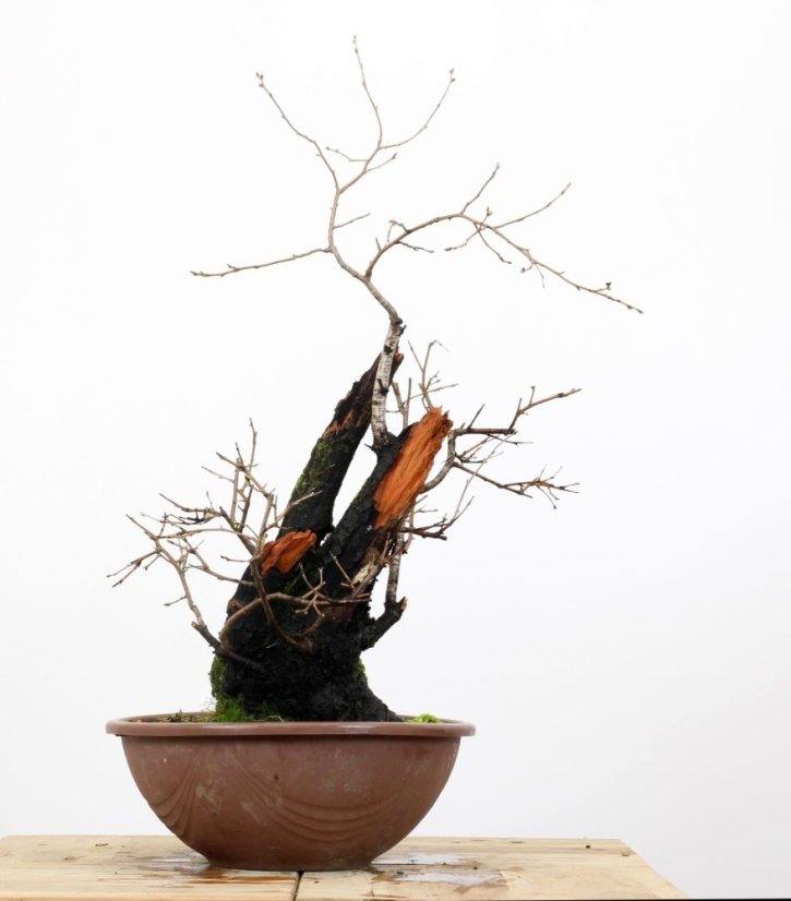 Prunus mahaleb #01