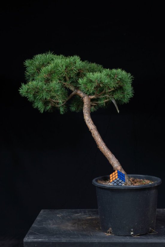 Pinus sylvestris Watereri NIW.14