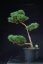 Pinus sylvestris Watereri NIW.1