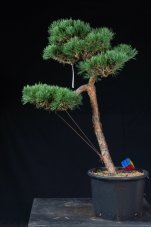 Pinus sylvestris Watereri NIW.15