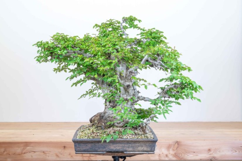 Carpinus orientalis no.5