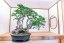 Carpinus orientalis no.4