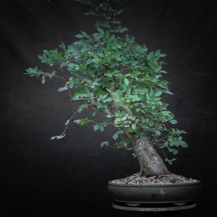 Ulmus glabra no.3