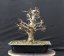 Carpinus betulus #04