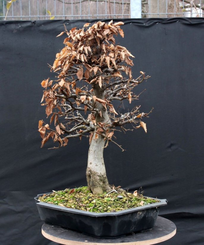Carpinus betulus #11
