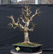 Acer campestre #07