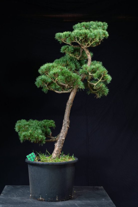 Pinus sylvestris Watereri NIW.3