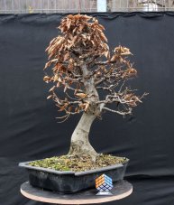 Carpinus betulus #11